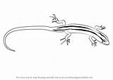 Skink Draw Drawing Step Striped Drawingtutorials101 Reptiles Tutorials sketch template