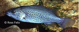 Afbeeldingsresultaten voor Leiopotherapon unicolor. Grootte: 255 x 106. Bron: www.desertfishes.org