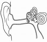 Oido Oído Dibujos Humano Medio Ear sketch template