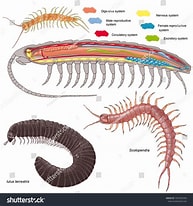 Résultat d’image pour Scolopendre Anatomie. Taille: 193 x 206. Source: www.shutterstock.com