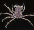 Afbeeldingsresultaten voor "criocarcinus Superciliosus". Grootte: 118 x 104. Bron: www.floridamuseum.ufl.edu
