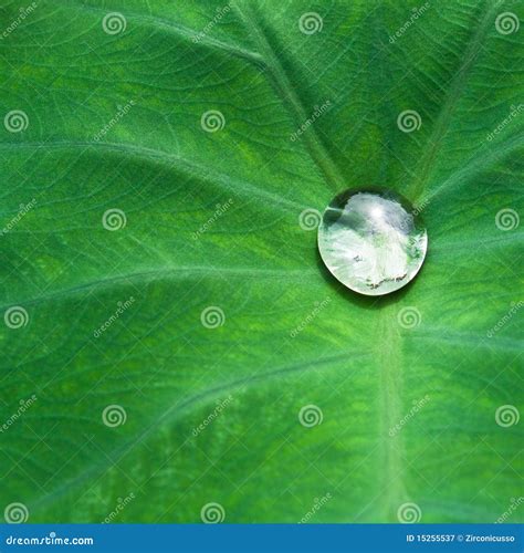 drop  leaf stock image image  droplet leaf exotic
