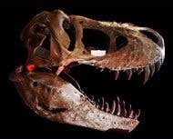 rexs powerful jaws bones   prey exploded