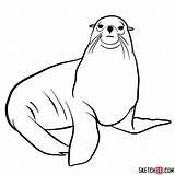 Seal Draw Sketchok sketch template