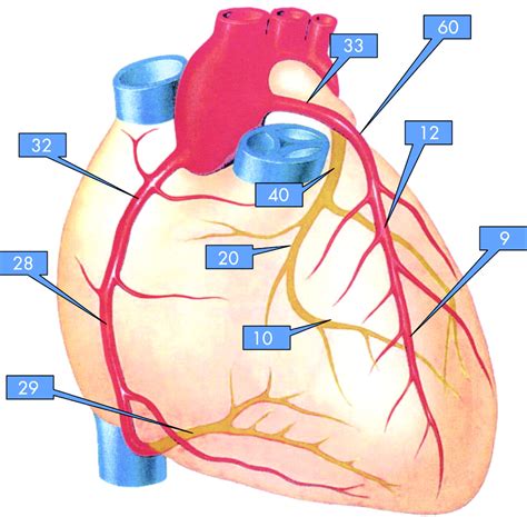 invasive screening  coronary artery disease calcium scoring heart