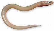Afbeeldingsresultaten voor Echelus myrus Anatomie. Grootte: 179 x 104. Bron: www.kalapeedia.ee