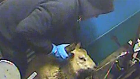 abattoir clips highly regrettable daily mail online