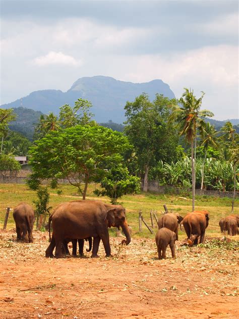 Elephants In Sri Lanka An Extraordinary Island Wonderful