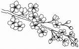 Blossom Branch Cherry Line Drawing Flower Flowers Beccy Blossoms Drawings Printable Ca Silk Beccysplace Coloring Getdrawings Board Draw Place Flores sketch template