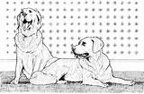 Coloring Kleurplaat Retrievers Kleurplaten Labrador Hond Colorare Honden Twee Disegni Chesapeake Perros Supercoloring Retreivers Pound Printen Breed Dieren Pup sketch template