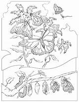 Coloring Pages Butterfly Cycle Life Cocoon Monarch Getcolorings Beautiful sketch template