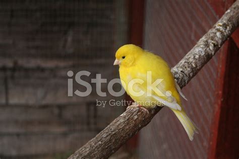 yellow canary stock photo royalty  freeimages