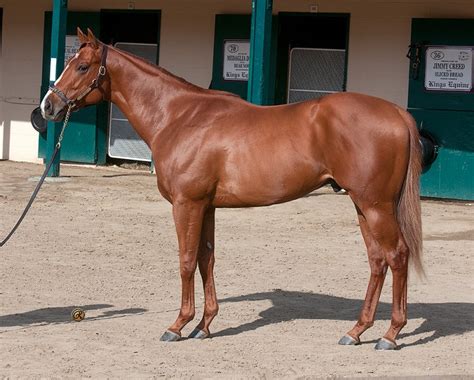 Full Roster West Point Thoroughbredswest Point Thoroughbreds