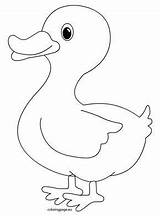 Duck Outline Coloring Pages Clipart Kids Animal Canard Para Colorear Drawing Animales Printable Pato Pintar Dibujos Farm Books Barn Faciles sketch template