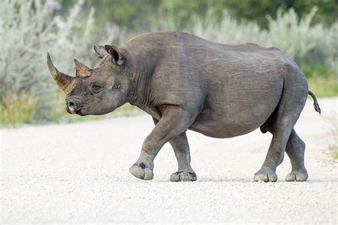 black rhinoceros wikipedia