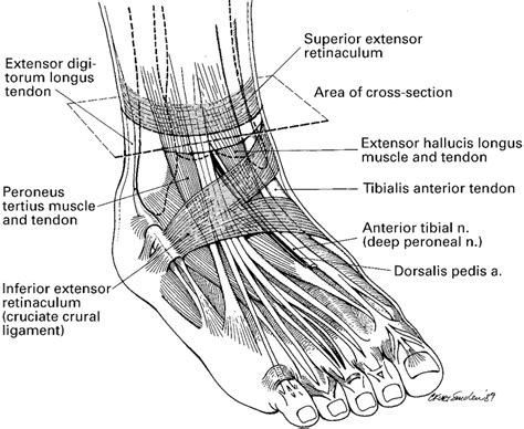 diagram showing  tendons  ligaments   ankle  foot