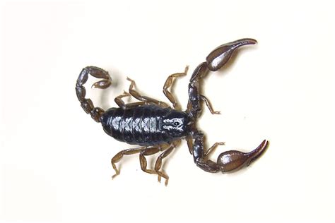 healing compounds  scorpion venom stanford news