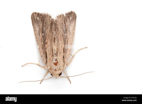 noctuid moth stock photo  alamy