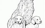 Coloring Dog Newfoundland Pages Spaniel Cocker Shoot Drawing Lab Rated Getdrawings Getcolorings Printable sketch template