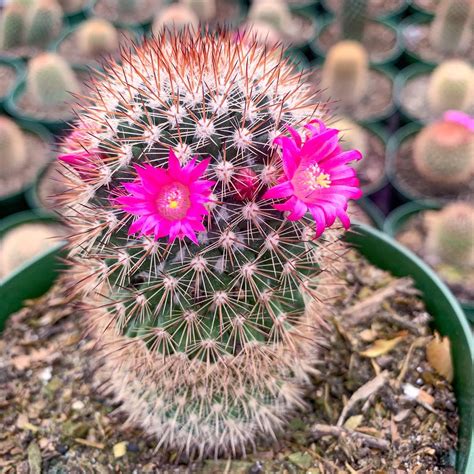 lady cactus  pink flowers  tampa fl cactus moon