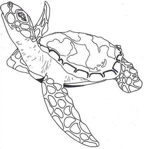 turtle swimming   ocean coloring page