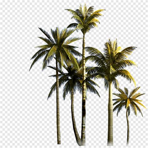 palmera asiatica palmera palmera euclidiana arboleda del coco palmera