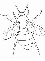 Insect Coloring Learn Sheet sketch template
