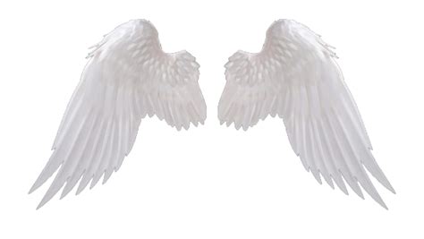 white wings png clipart png  png