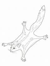 Sugar Glider Coloring Pages Possum Printable Color Template Line Drawings Print Colouring Drawing Animals Gliders Realistic Choose Board Getcolorings Tree sketch template