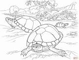 Coloring Pages Desert Turtle Tortoise Animals Turtles Animal Printable Color Southwest Deserts Reptile Eggs Main Timid Sandy Lives Beach Laying sketch template