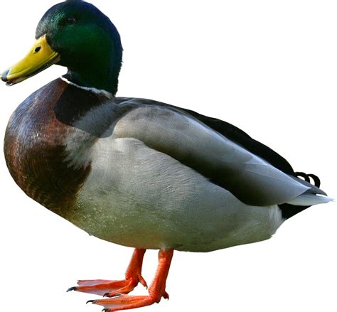 duck alchetron   social encyclopedia