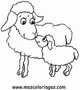 Colorat Oi Colorear Oveja Ovejas Ovelha Imagini Mouton Animale Planse Sheep Ovelhas Coloring Ovelhinhas Pascoa Miel Oaie Desene Moutons Fise sketch template