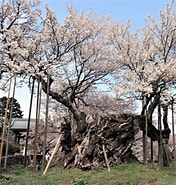 桜 樹齢 に対する画像結果.サイズ: 176 x 185。ソース: tabizine.jp