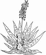 Aloe Barbadensis Kaktus Cactus Blumen Malvorlage Hyacinth Anatomy Blaetter Kraeuter Malvorlagen Ausmalbild Kostenlos Supercoloring Coloringbay Designlooter Besuchen Botanical Weitere sketch template