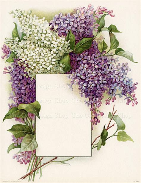 vintage lilac bouquet printable art white lilacs purple lilacs frame  blank label beautiful