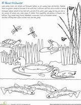 Science Worksheets Freshwater Habitat Kids Wetlands Wetland Pond Worksheet Color Grade Habitats Animal Choose Board Life Food Activities School sketch template