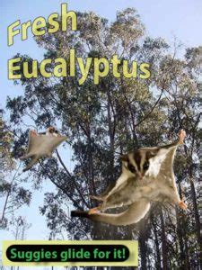 sugar gliders fresh eucalyptus cuttings