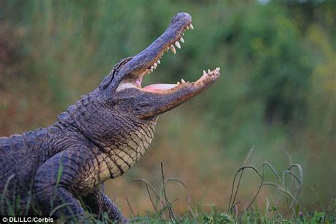crocodile rock deadly reptiles sing