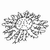 Crown Thorns Coloring Starfish sketch template