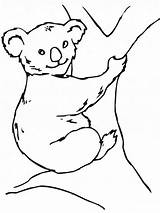 Koala Coloring Kolorowanki Colorear Colorare Dzieci Disegni Dibujos Kleurplaten Koalas Coloriages Coala Mewarnai Kleurplaat Ausmalbild Ausdrucken Kostenlos Disegnare Silhouette Semua sketch template