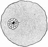 Euglena Amoeba Paramecium sketch template