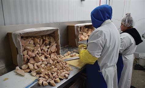 hudson valley foie gras welcomes visitors  learn  truths  foie gras production