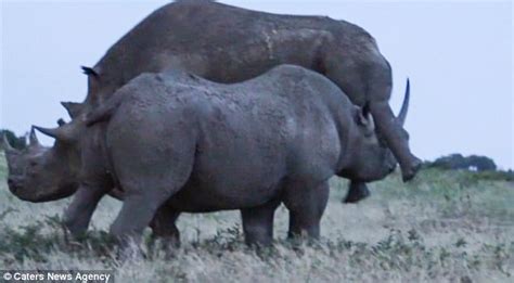 Rhino Pushes Rival Lover Off Female In South Africa