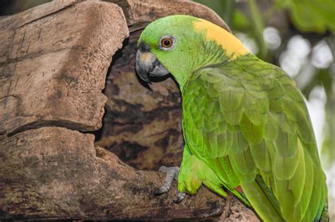 top amazon parrot species  pets