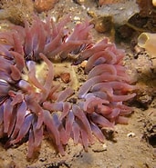 Afbeeldingsresultaten voor zeedahlia Dieet. Grootte: 171 x 185. Bron: www.onderwaterspiegel.com