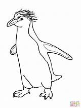 Penguin Macaroni sketch template