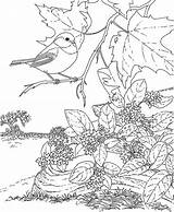 Coloring Pages Chickadee Birdhouse Bird Birds Robin Getcolorings Capped Getdrawings Printable Colorings sketch template