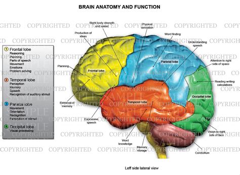 lobes   brain anatomy  function medical art works