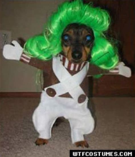 dogs dressed   pics curious funny  pictures