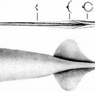 Afbeeldingsresultaten voor Batoteuthidae. Grootte: 191 x 121. Bron: www.eol.org